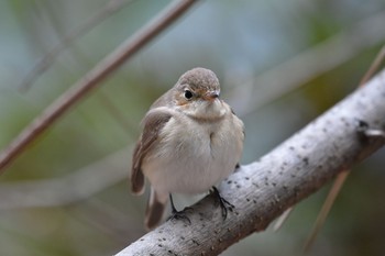 Red-breasted Flycatcher Osaka castle park Sat, 2/11/2017