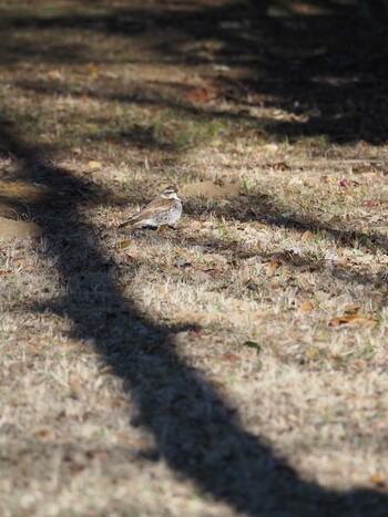 Dusky Thrush Unknown Spots Fri, 2/18/2022