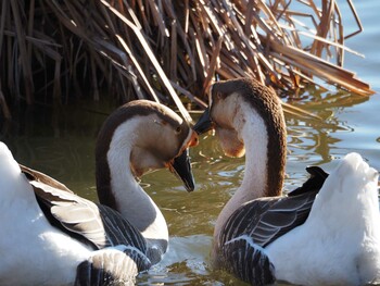 Mute Swan 茨城県 Fri, 2/18/2022