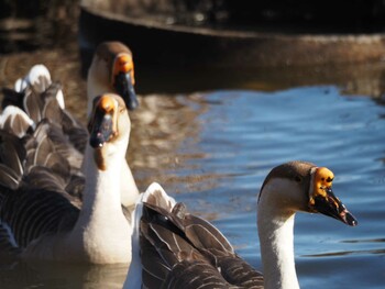 Mute Swan 茨城県 Fri, 2/18/2022