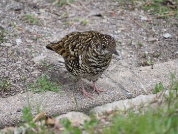 トラツグミ 大阪南港野鳥園 2017年3月18日(土)