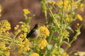 Warbling White-eye 行徳野鳥保護区 Fri, 2/18/2022