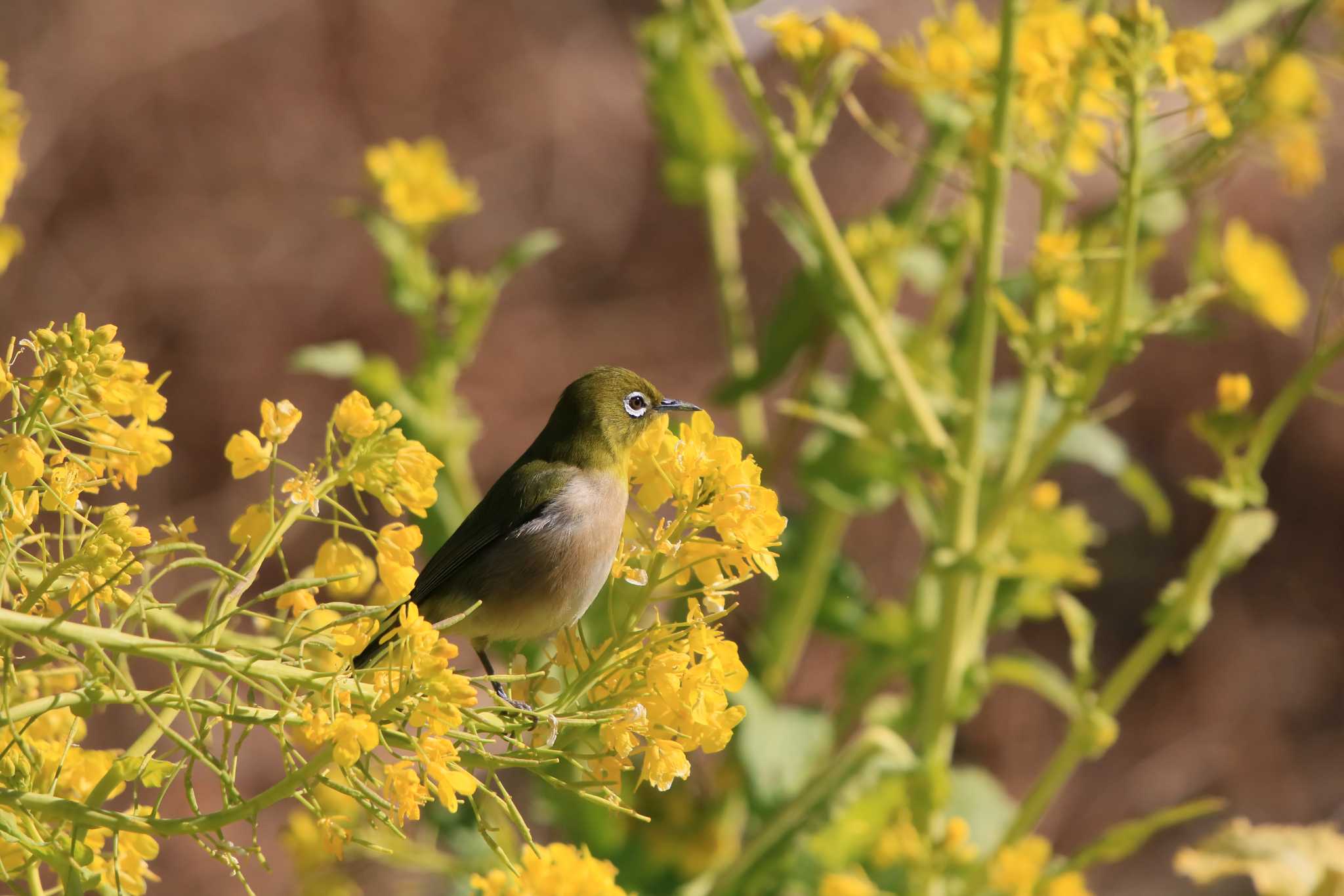 Photo of Warbling White-eye at 行徳野鳥保護区 by てれすこ