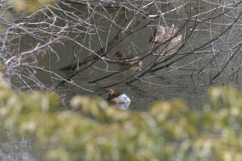 カイツブリ 滋賀県甲賀市甲南町創造の森 2022年2月18日(金)