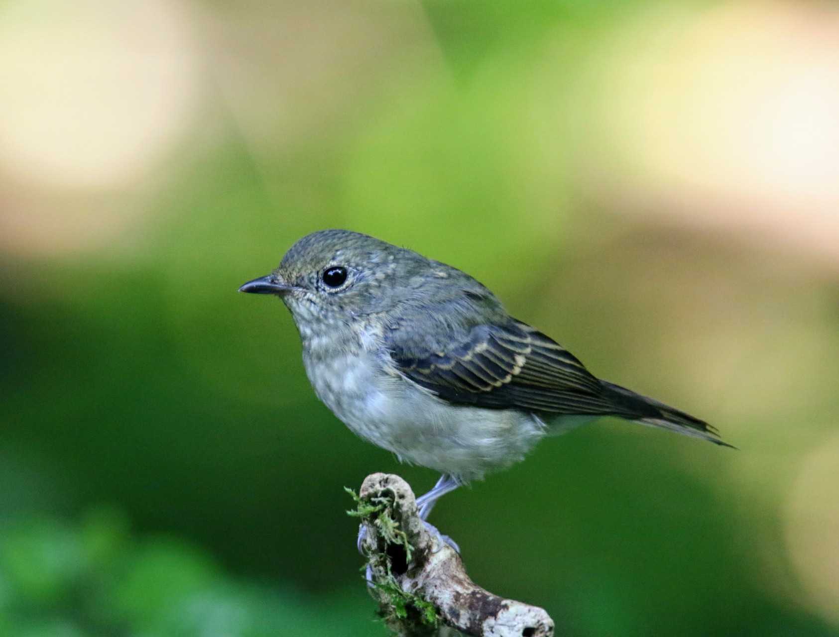 Photo of Narcissus Flycatcher at  by はやぶさくん