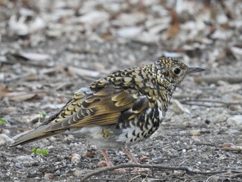 Fri, 2/18/2022 Birding report at 生駒山大阪府側