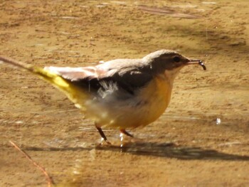 キセキレイ 秋ヶ瀬公園(野鳥の森) 2022年2月18日(金)