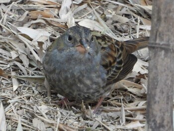 クロジ 秋ヶ瀬公園(野鳥の森) 2022年2月18日(金)