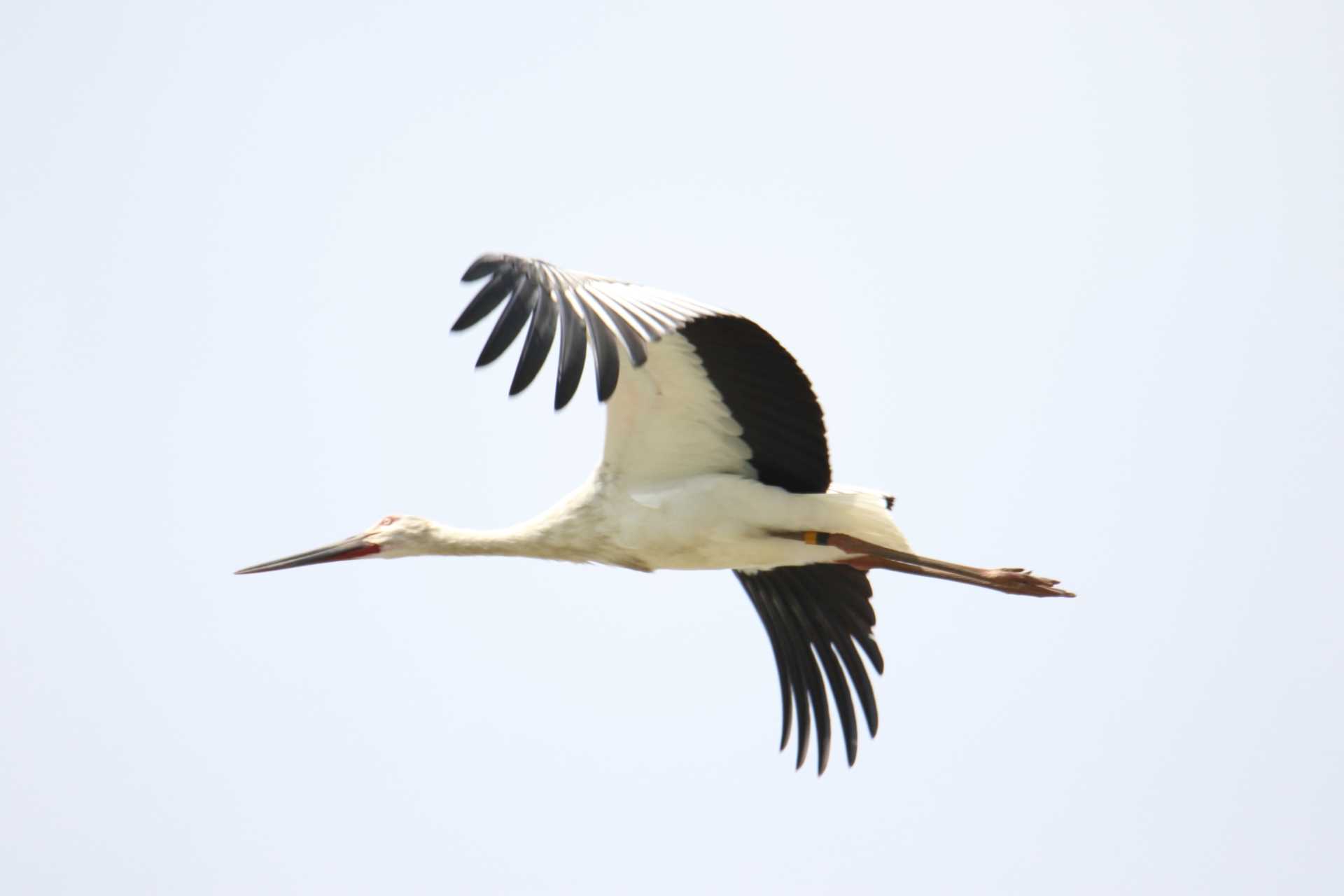 千葉県 コウノトリの写真 by マイク