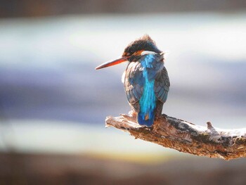 Common Kingfisher 三ツ又沼ビオトープ Wed, 2/2/2022