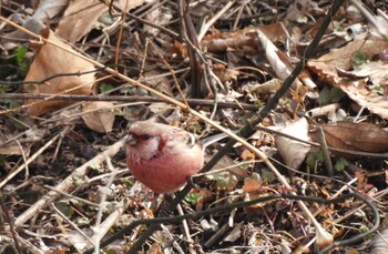 Wed, 2/16/2022 Birding report at Asaba Biotope