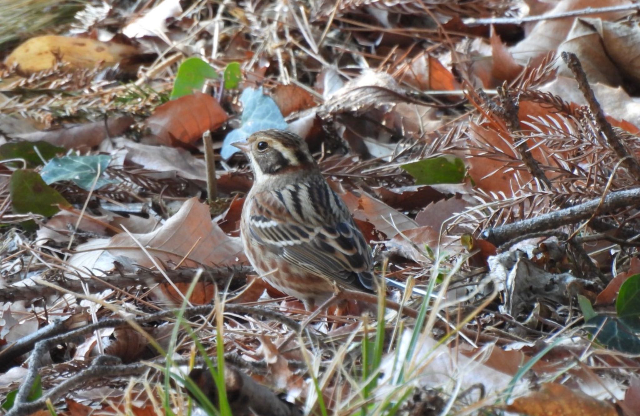 Photo of Rustic Bunting at 仙元山(深谷市) by 日本野鳥撮影の旅