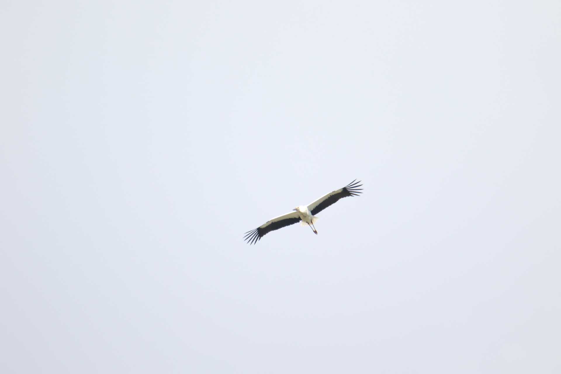 千葉県 コウノトリの写真 by マイク