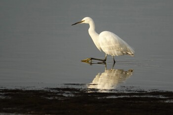 Little Egret 香椎海岸 Fri, 2/18/2022