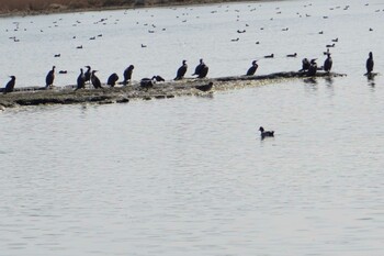2022年2月18日(金) 江津湖の野鳥観察記録