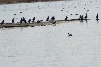 カワウ 江津湖 2022年2月18日(金)