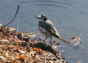 White Wagtail Hikarigaoka Park Fri, 2/18/2022