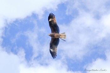 Black Kite 守谷 Fri, 2/18/2022