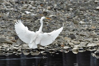 Great Egret 近所の河川 Sun, 2/13/2022