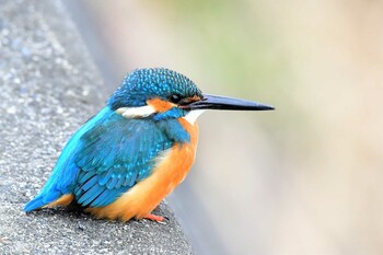 Common Kingfisher 近所の河川 Sun, 2/13/2022