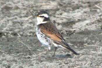 Dusky Thrush Nabeta Reclaimed land Fri, 2/18/2022