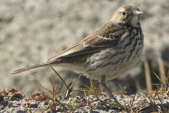 Water Pipit Nabeta Reclaimed land Fri, 2/18/2022