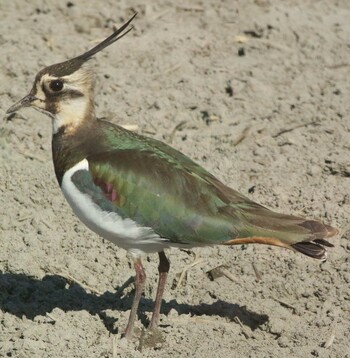 Northern Lapwing Nabeta Reclaimed land Fri, 2/18/2022