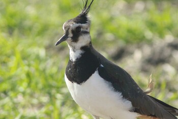 Northern Lapwing Nabeta Reclaimed land Fri, 2/18/2022