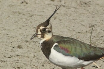 Northern Lapwing Nabeta Reclaimed land Fri, 2/18/2022