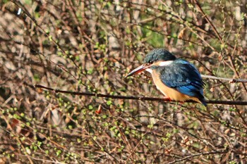 Common Kingfisher 東京都 Fri, 2/18/2022