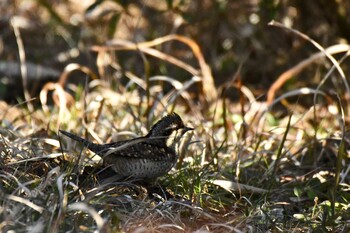 Fri, 2/18/2022 Birding report at Teganuma