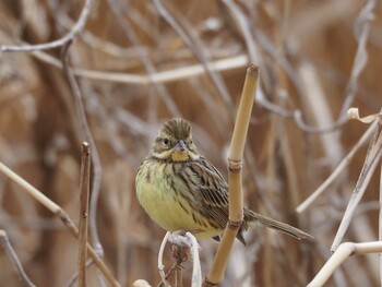 Masked Bunting 淀川河川公園 Fri, 2/18/2022