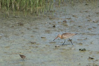 Black-tailed Godwit 愛知県 Sat, 9/9/2017