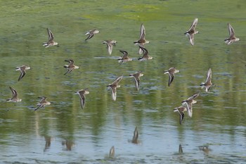 Red-necked Stint 愛知県 Sat, 9/9/2017