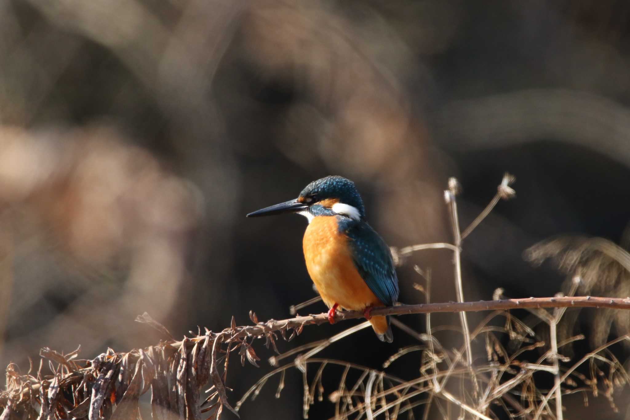 埼玉県日高市 カワセミの写真 by kingfisher_hidaka