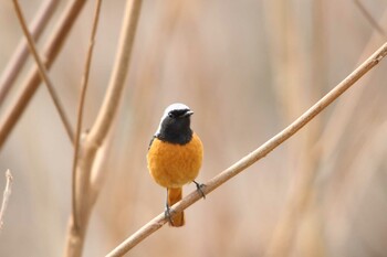 ジョウビタキ 埼玉県日高市 2022年1月30日(日)