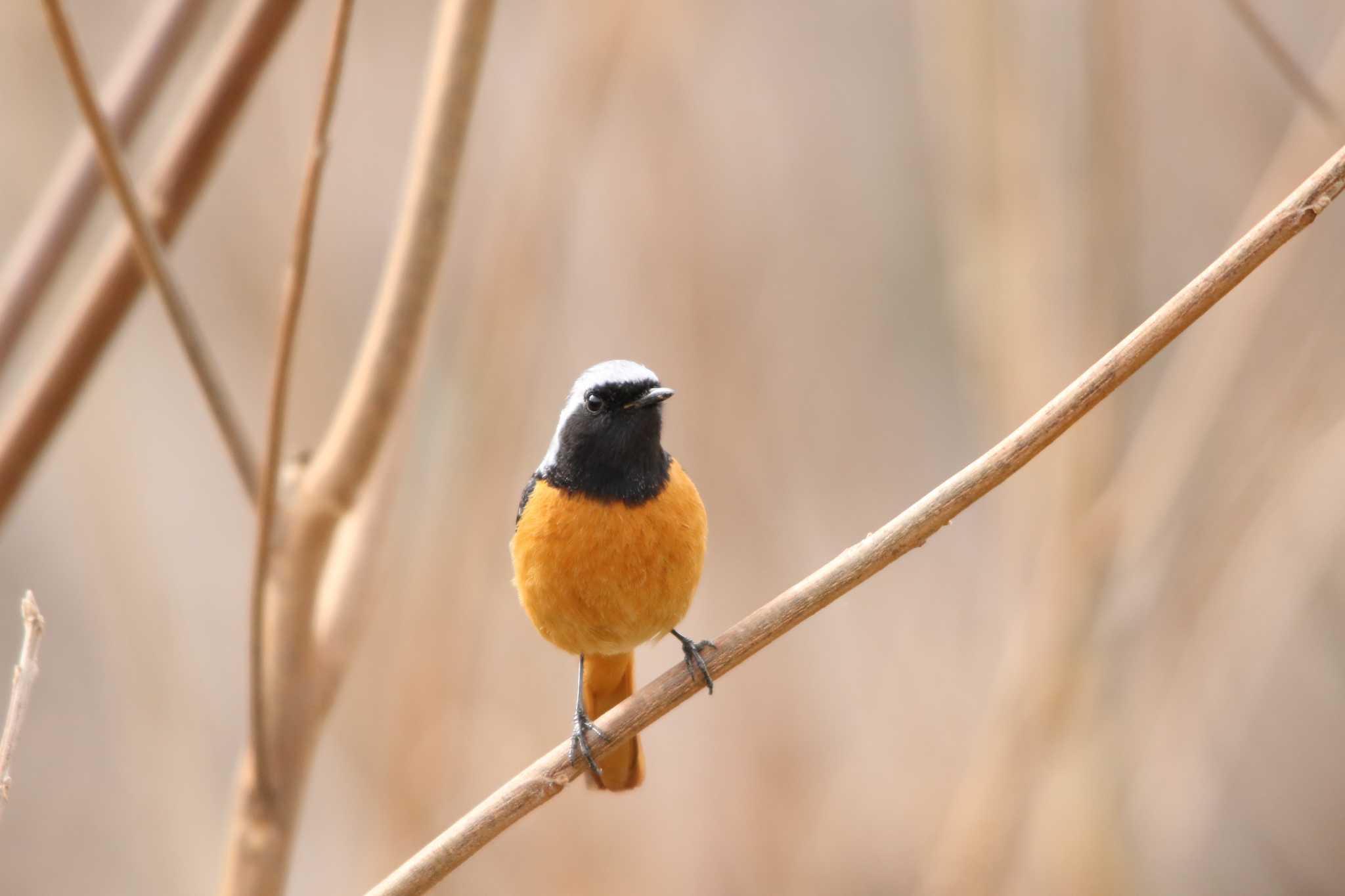 埼玉県日高市 ジョウビタキの写真 by kingfisher_hidaka