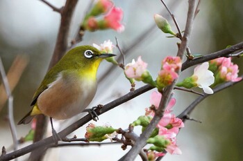 メジロ 昭和記念公園 2021年12月12日(日)