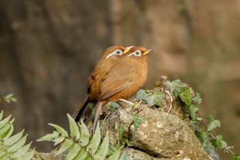 2022年2月18日(金) 三ツ池公園(横浜市鶴見区)の野鳥観察記録