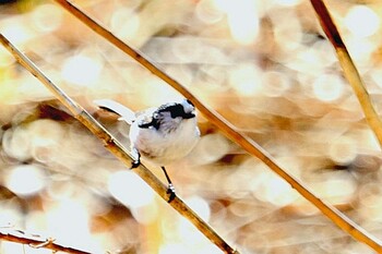 2022年2月18日(金) 新横浜公園の野鳥観察記録