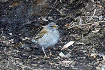 2022年2月19日(土) 野川の野鳥観察記録