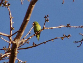 Orange-chinned Parakeet San Gerardo De Dota (Costa Rica) Unknown Date