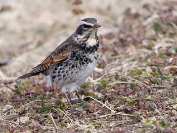 2022年2月17日(木) 新横浜公園の野鳥観察記録