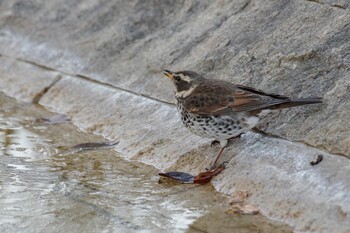 Dusky Thrush 檜町公園(東京ミッドタウン) Fri, 2/18/2022