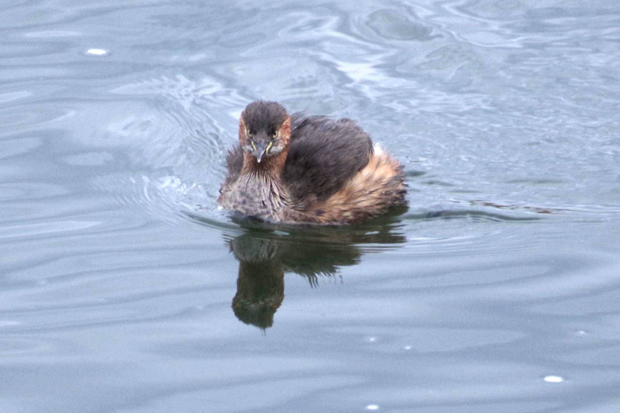 Little Grebe