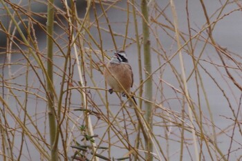 2022年2月19日(土) 多摩川二ヶ領宿河原堰の野鳥観察記録