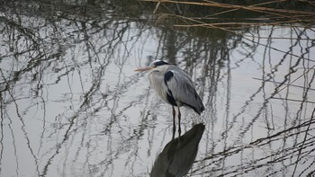 Grey Heron 埼玉県さいたま市 Sat, 2/19/2022