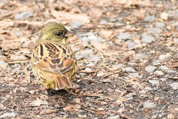 Masked Bunting 埼玉県さいたま市 Sat, 2/19/2022