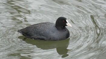 Eurasian Coot 埼玉県さいたま市 Sat, 2/19/2022