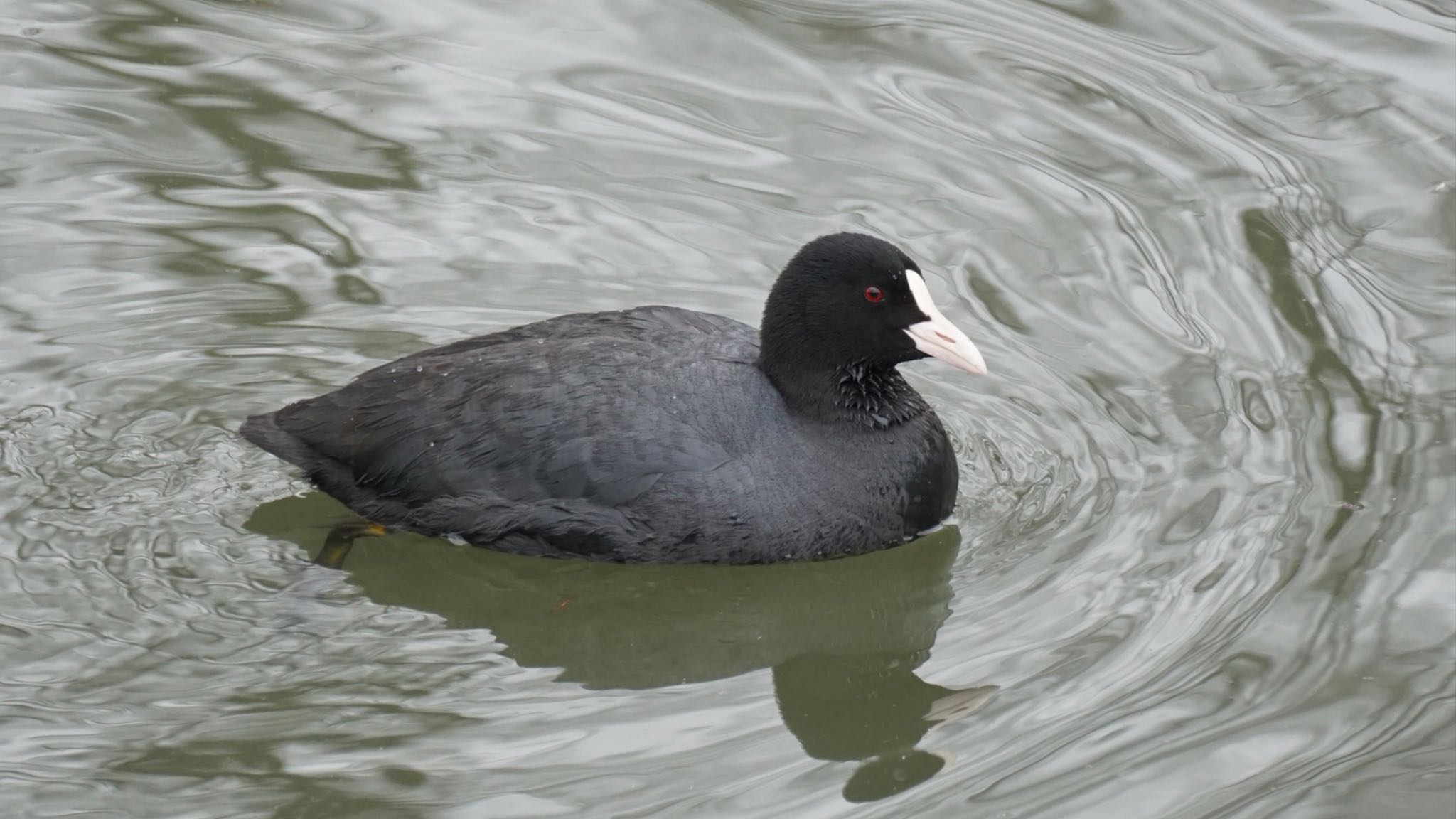 Photo of Eurasian Coot at 埼玉県さいたま市 by ツピ太郎